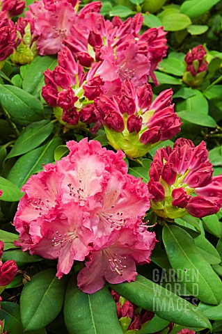 RHODODENDRON_GERMANICA