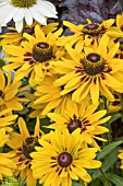 RUDBECKIA GIGGLING SMILEYZ