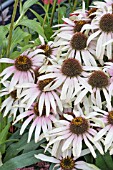 ECHINACEA BLUSHING MEADOW MAMA