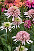 ECHINACEA CHERRY FLUFF