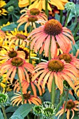 ECHINACEA LAUGHING MEADOWS MAMA