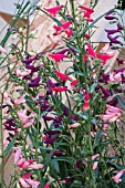 PENSTEMON BARBATUS TWIZZLE MIXED