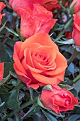 ROSA PUTZ