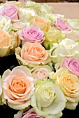 ROSES PASTEL SHADES