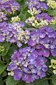 HYDRANGEA AMOR BLUE