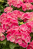 HYDRANGEA CABARET PINK