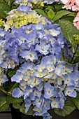 HYDRANGEA BABY BLUE