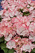 HYDRANGEA PETTICOAT PINK