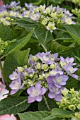 HYDRANGEA ROMANCE BLUE