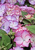 HYDRANGEA FRENCH CANCAN BLUE