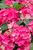 HYDRANGEA NINGBO PINK