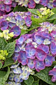 HYDRANGEA NINGBO BLUE