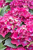 HYDRANGEA ROYAL RED VELVET