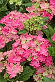 HYDRANGEA CURLY SPARKLE RED