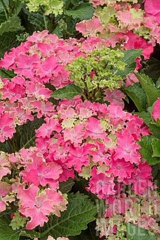 HYDRANGEA_CURLY_SPARKLE_RED