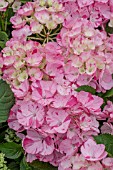 HYDRANGEA SWEET FANTASY PINK