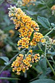 BUDDLEJA X WEYERIANA SUNGOLD