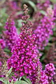 BUDDLEJA BUZZ HOT RASPBERRY