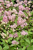 CEANOTHUS X PALLIDUS MARIE SIMON