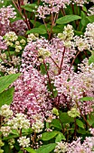 CEANOTHUS X PALLIDUS MARIE SIMON