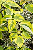 CORNUS ALTERNIFOLIA GOLDEN SHADOW