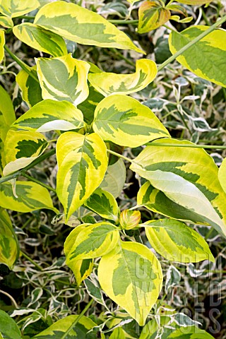 CORNUS_ALTERNIFOLIA_GOLDEN_SHADOW