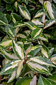 ELEAGNUS X EBBINGEI LEMON ICE