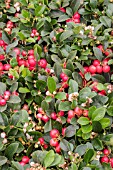 GAULTHERIA PROCUMBENS RED DIAMOND