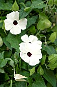 THUNBERGIA ARIZONA WHITE HALO