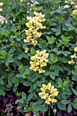 BAPTISIA AUSTRALIS LEMON MERINGUE