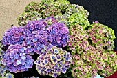 HYDRANGEA MAGICAL 4 SEASONS MIXED