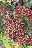 VIBURNUM PLICATUM F. TOMENTOSA SHASTA