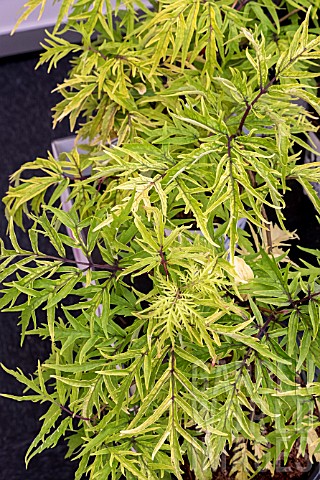 SAMBUCUS_RACEMOSA_LEMONY_LACE