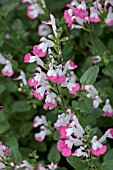 SALVIA PINK LIPS