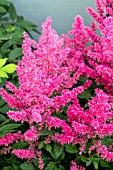 ASTILBE JUMP AND JIVE