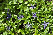 VINCA PUBESCENS SYN. VINCA HIRSUTA