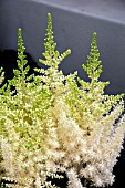 ASTILBE BEACH PARTY