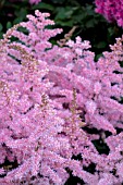 ASTILBE POWER POP