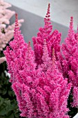 ASTILBE KARAOKE PARTY