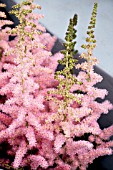 ASTILBE CENSATION GLITTER AND GLAMOUR