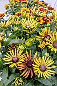 RUDBECKIA SUMMERINA ELECTRIC SHOCK