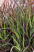 PANICUM VIRGATUM SANGRIA