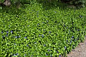 VINCA DIFFORMIS SYN. VINCA HIRSUTA