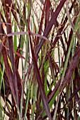 PANICUM VIRGATUM PURPLE BREEZE