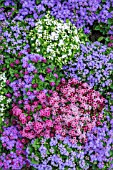 AGERATUM PINCUSHION MIX