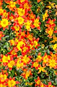 BIDENS BEEDANCE PAINTED RED