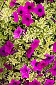 PETUNIA SURFINA MINI VARIEGATED