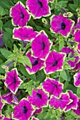 PETUNIA DESIGNER PURPLE GREEN EDGE