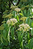 VIBURNUM ODORATISSIMUM