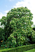 VIBURNUM ODORATISSIMUM